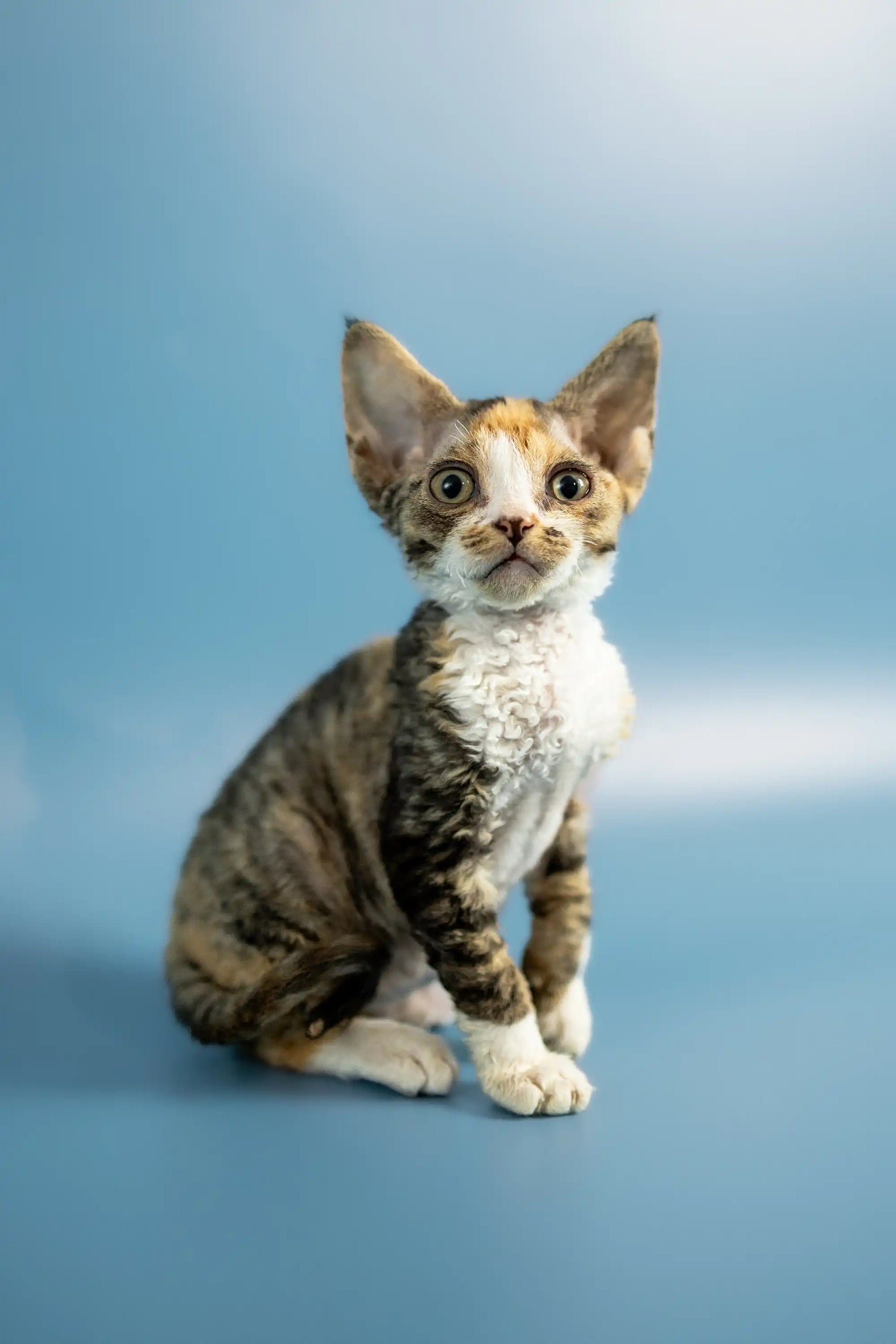 Discover The Unique Devon Rex Cat Your Ultimate Care Guide Purebred Discover The Unique Devon Rex Cat Your Ultimate Care Guide Purebred