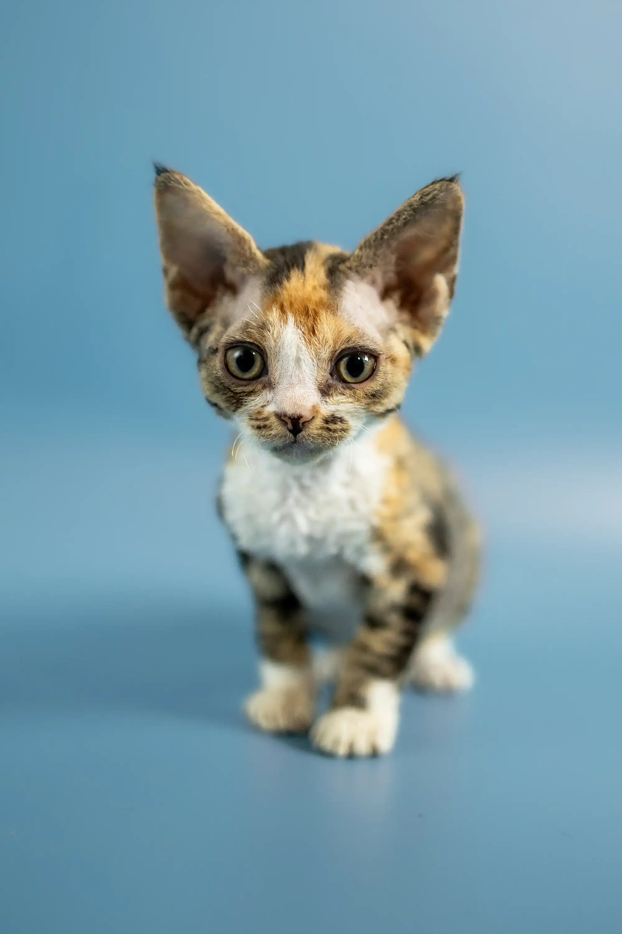 Devon Rex Kittens For Sale Paulina | Kitten