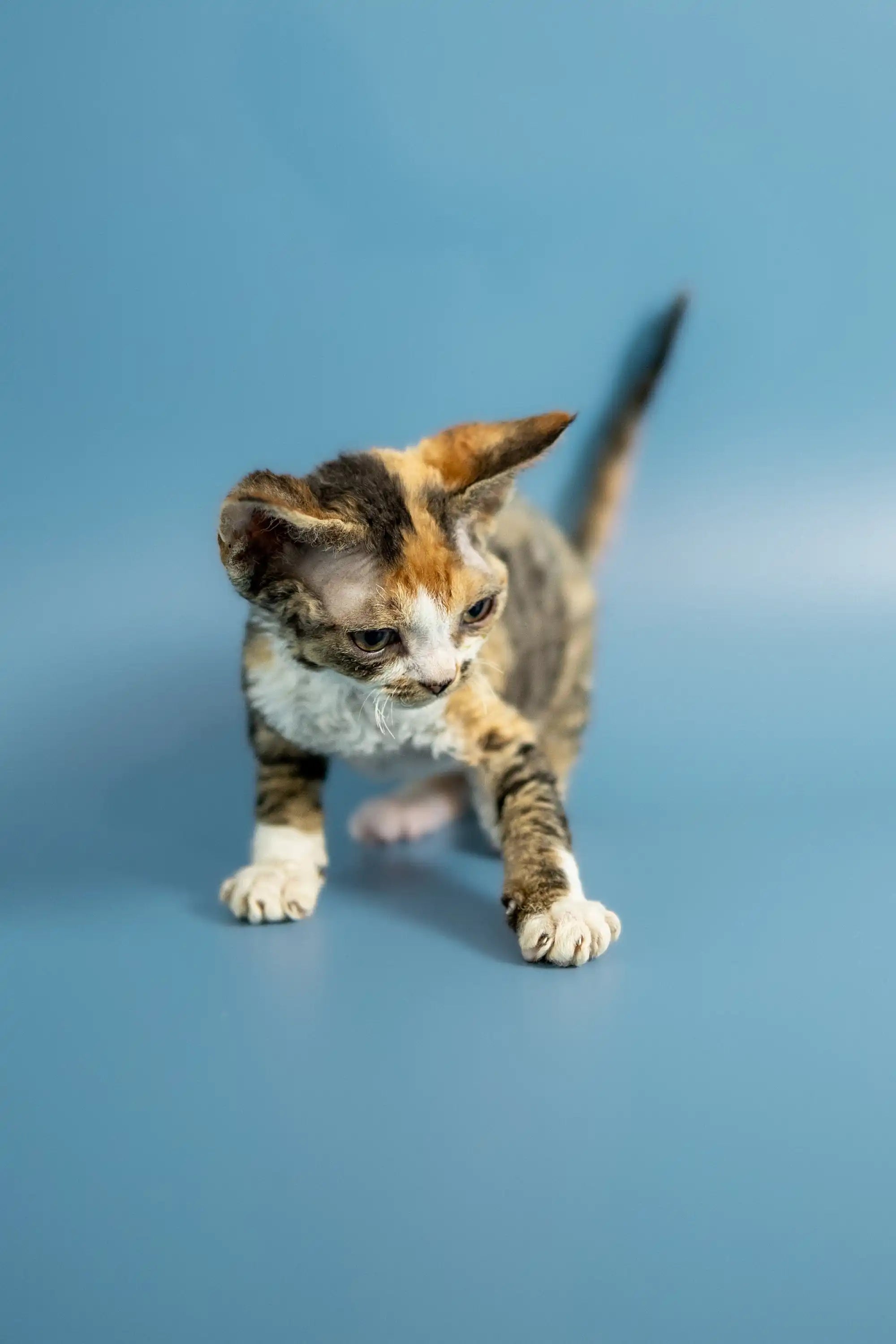 Devon Rex Kittens For Sale Paulina | Kitten