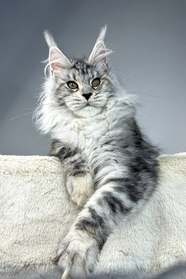 Silver tabby Maine Coon cat named Pauline, the adorable Maine Coon kitten