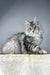 Cute Silver Tabby Maine Coon Cat in the Pauline Maine Coon Kitten product lineup