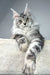 Silver Tabby Maine Coon Cat from the Pauline Maine Coon Kitten product line