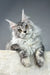 Cute Silver Tabby Maine Coon Cat named Pauline in the Maine Coon Kitten product