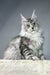 Cute Silver Tabby Maine Coon kitten named Pauline ready for adoption