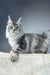 Silver Tabby Maine Coon cat named Pauline in a cute kitten pose