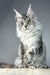 Cute Silver Tabby Maine Coon cat named Pauline from the Maine Coon Kitten collection