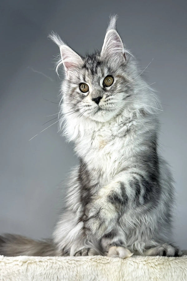 Cute Silver Tabby Maine Coon cat named Pauline from the Maine Coon Kitten collection