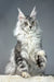 Silver tabby Maine Coon kitten named Pauline, playful and adorable companion