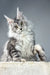 Silver tabby Maine Coon kitten named Pauline in a cute pose, ready for adoption