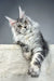 Silver Tabby Maine Coon kitten named Pauline, adorable and playful companion