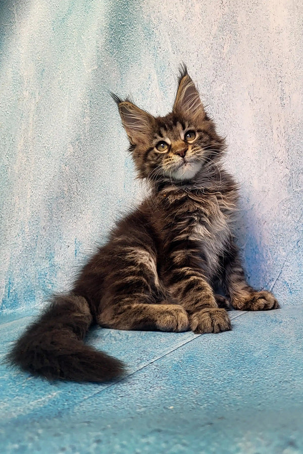 Cute Maine Coon kitten with fluffy coat and ear tufts in Pava product