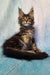 Cute Maine Coon kitten with ear tufts and fluffy coat from Pava collection