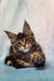 Adorable Maine Coon kitten with fluffy fur and cute ear tufts for Pava collection