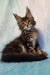 Adorable Maine Coon kitten with fluffy fur and cute ear tufts, perfect for Pava