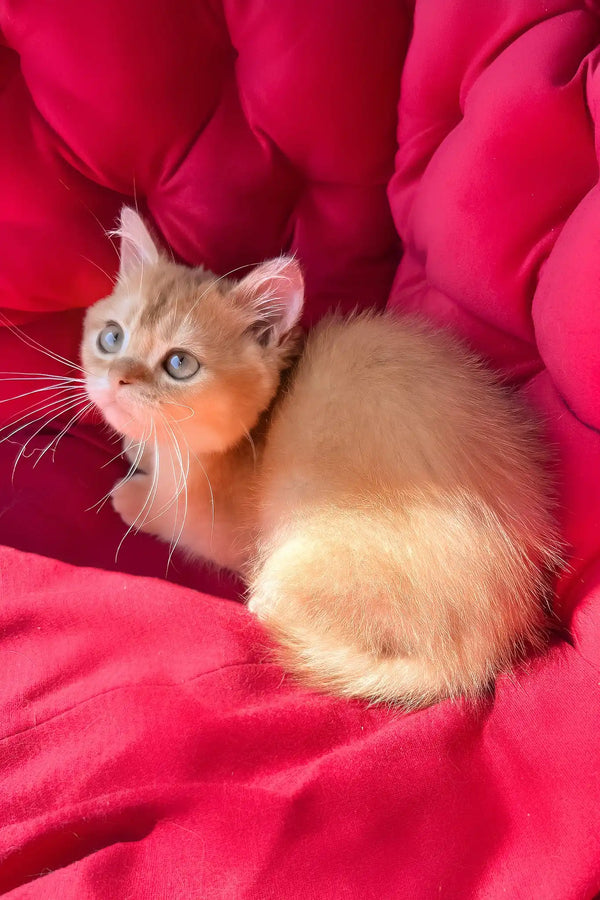 Pavlik | british shorthair kitten