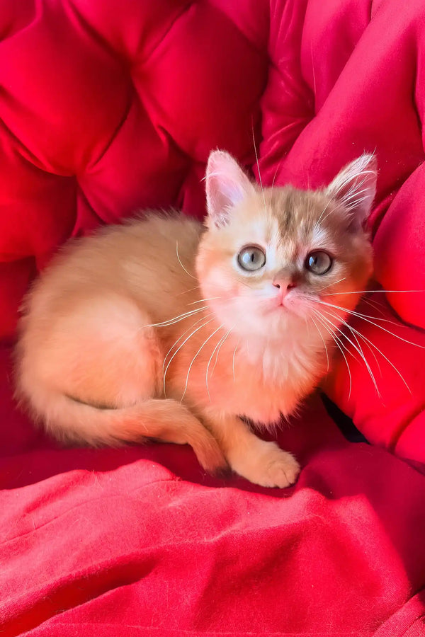 Pavlik | british shorthair kitten