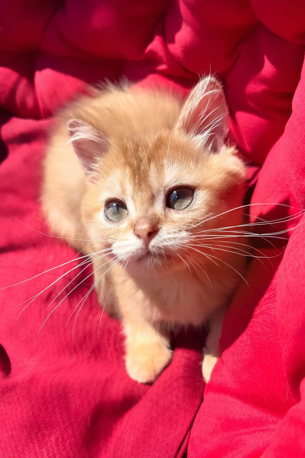 Pavlik | british shorthair kitten