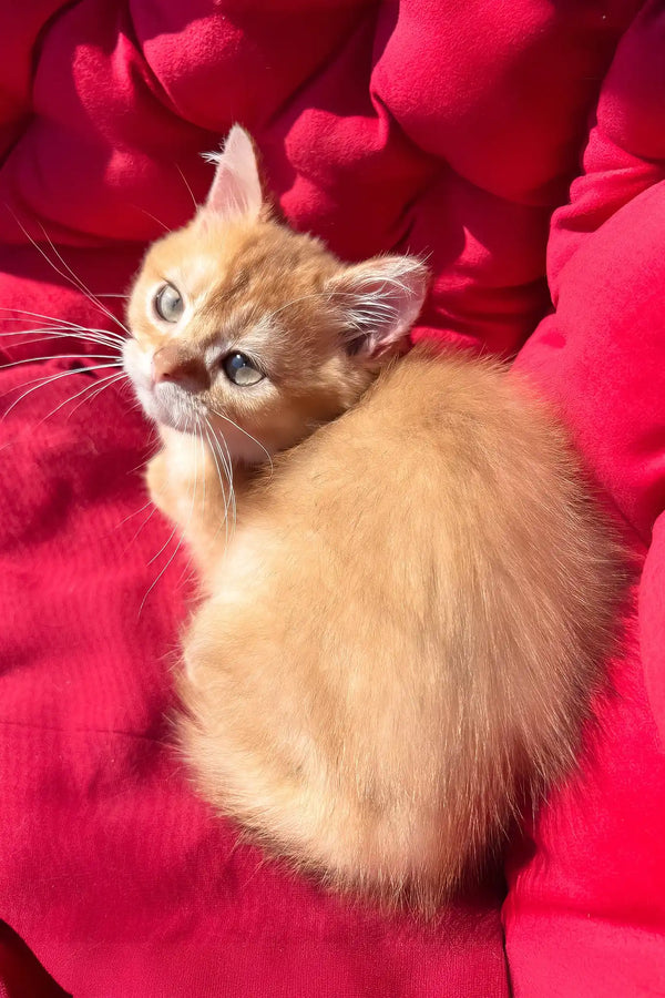 Pavlik | british shorthair kitten