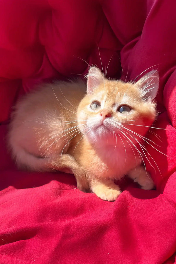 Pavlik | british shorthair kitten