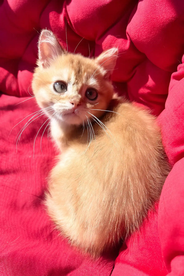 Pavlik | british shorthair kitten