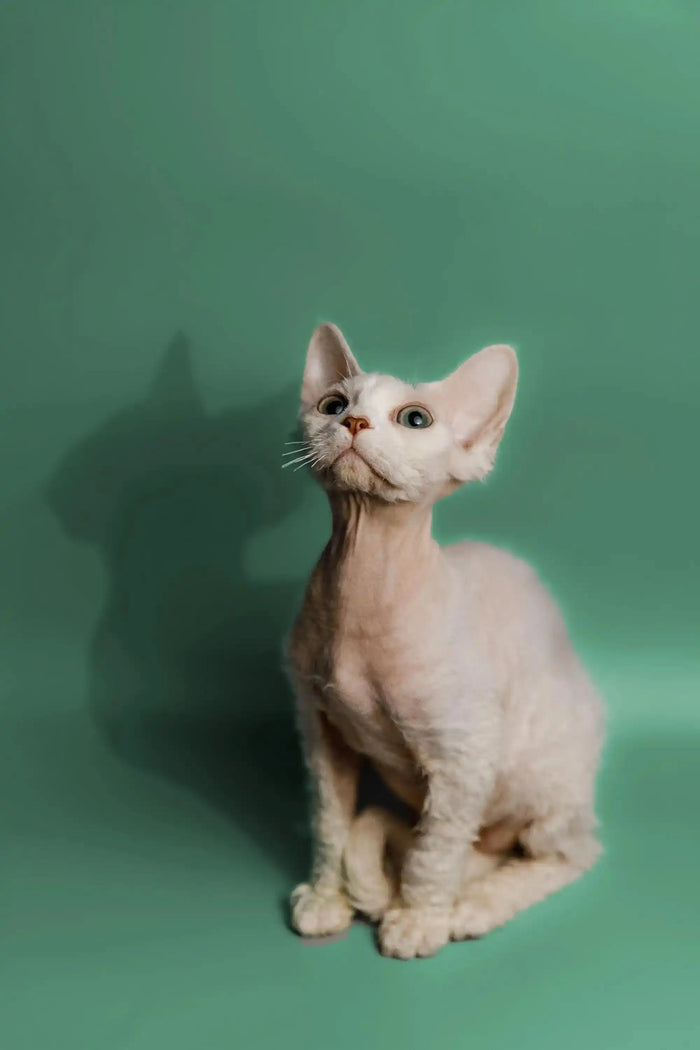 Devon Rex Kittens & Cats For Sale Peace | Kitten
