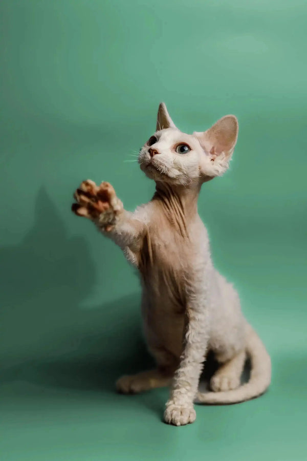 Adorable Hairless Devon Rex Kitten with paw raised, perfect for those who feel lonely