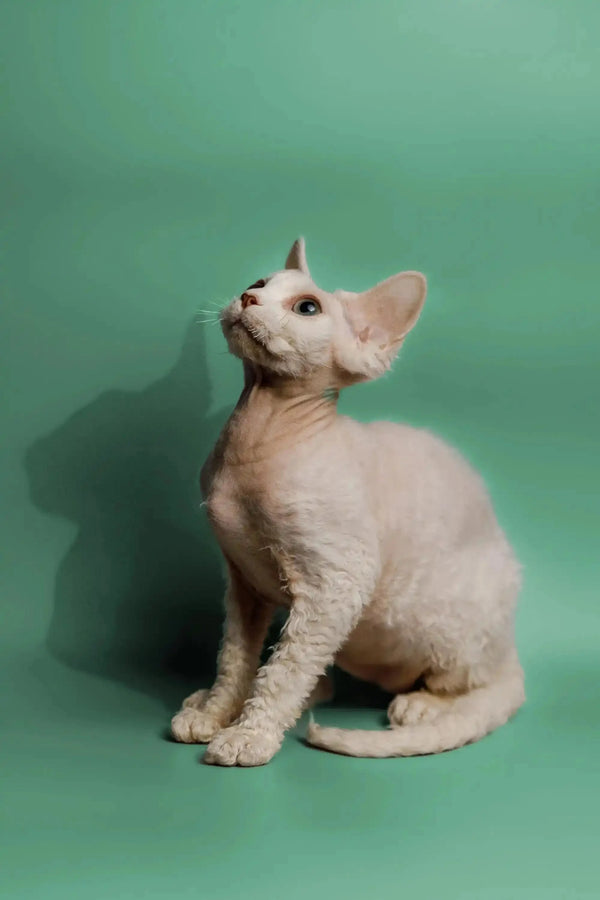 Hairless Devon Rex kitten with big ears sitting upright and gazing up curiously