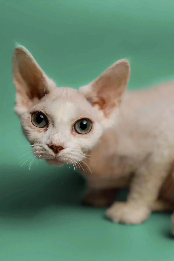 Adorable Devon Rex kitten with big green eyes and ears, perfect for when you feel lonely