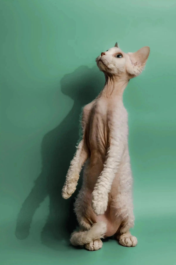 Adorable Devon Rex kitten standing upright, perfect for those who feel lonely