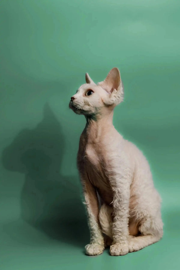 Hairless Devon Rex kitten with big ears sitting up to brighten your day and chase loneliness