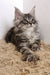 Fluffy Maine Coon kitten Peanut with ear tufts and tabby markings looking adorable