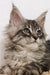 Fluffy Maine Coon kitten Peanut with alert eyes and cute ear tufts