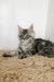 Gray and white Maine Coon kitten relaxing on soft carpet in Peanut collection