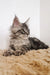 Maine Coon kitten with fluffy fur and alert expression named Peanut