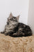 Fluffy gray Maine Coon kitten sitting on a beige textured surface