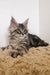 Tabby Maine Coon kitten Peanut with fluffy fur and alert eyes on shaggy surface