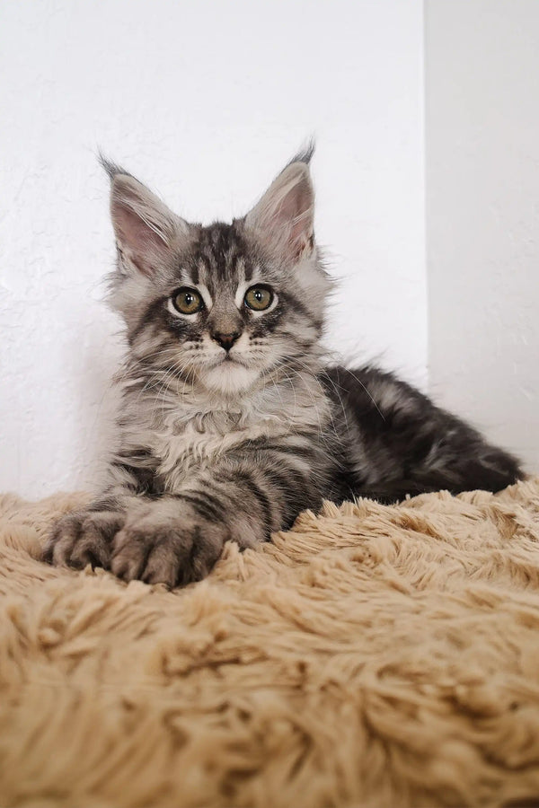 Fluffy gray tabby Maine Coon kitten with big ears and bright alert eyes