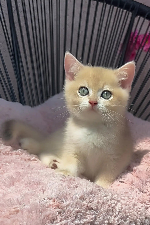 Pearl | british shorthair kitten