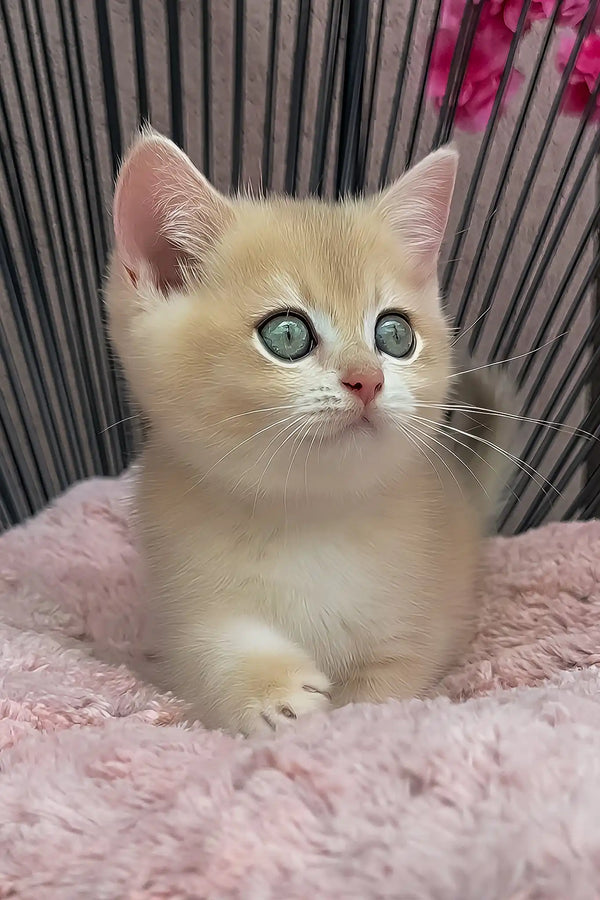 Pearl | british shorthair kitten