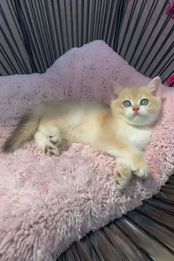 Pearl | british shorthair kitten