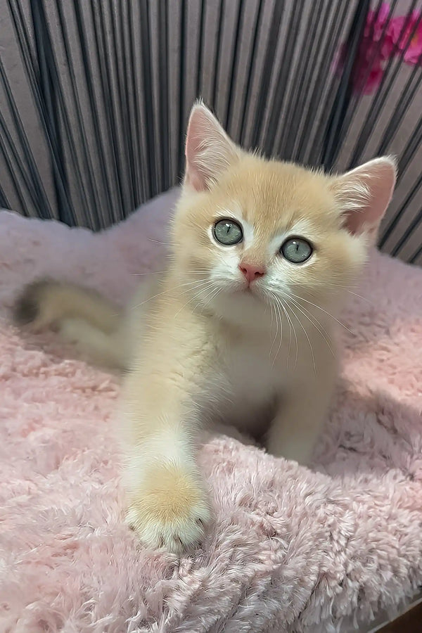 Pearl | british shorthair kitten