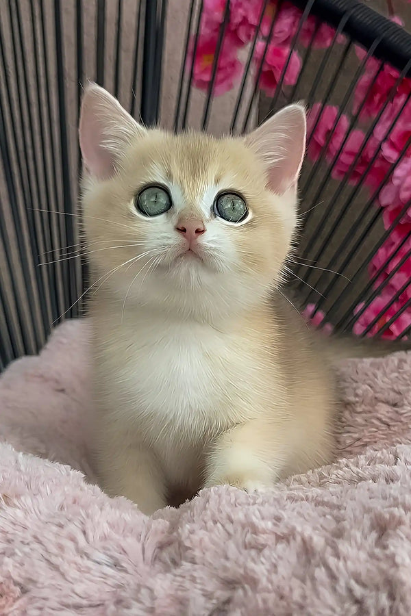 Pearl | british shorthair kitten