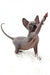 Pearl | canadian sphynx kitten