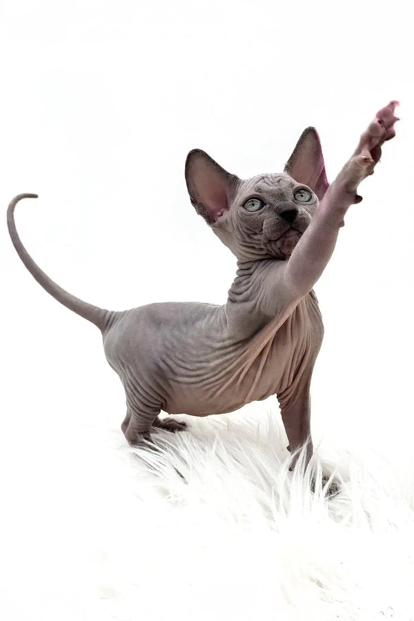 Pearl | canadian sphynx kitten