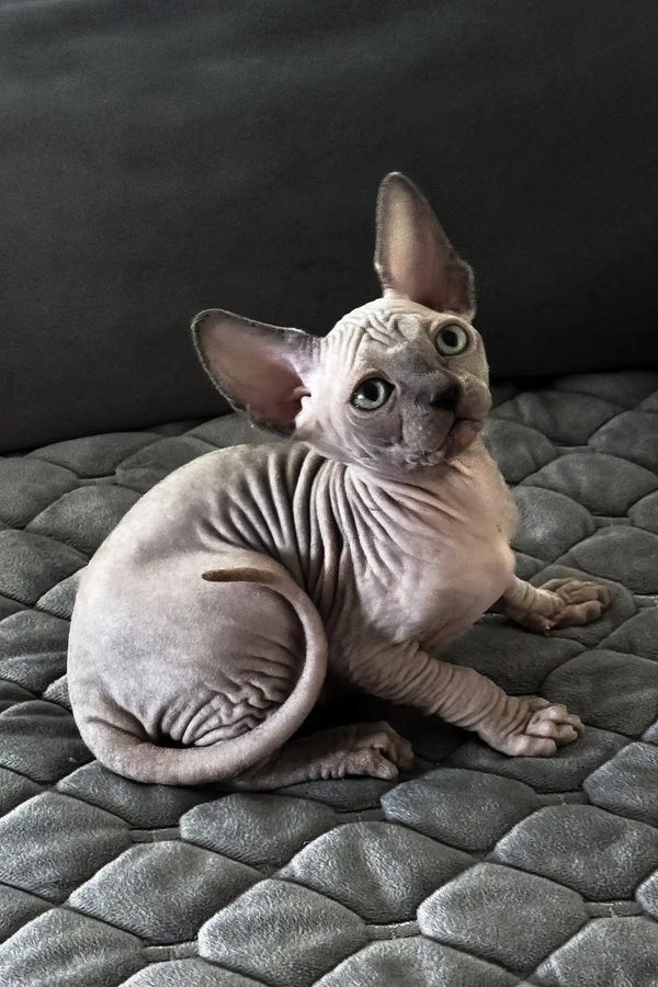 Pearl | canadian sphynx kitten