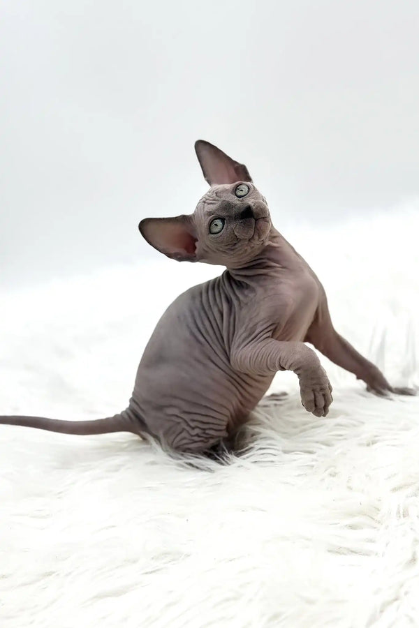 Pearl | canadian sphynx kitten