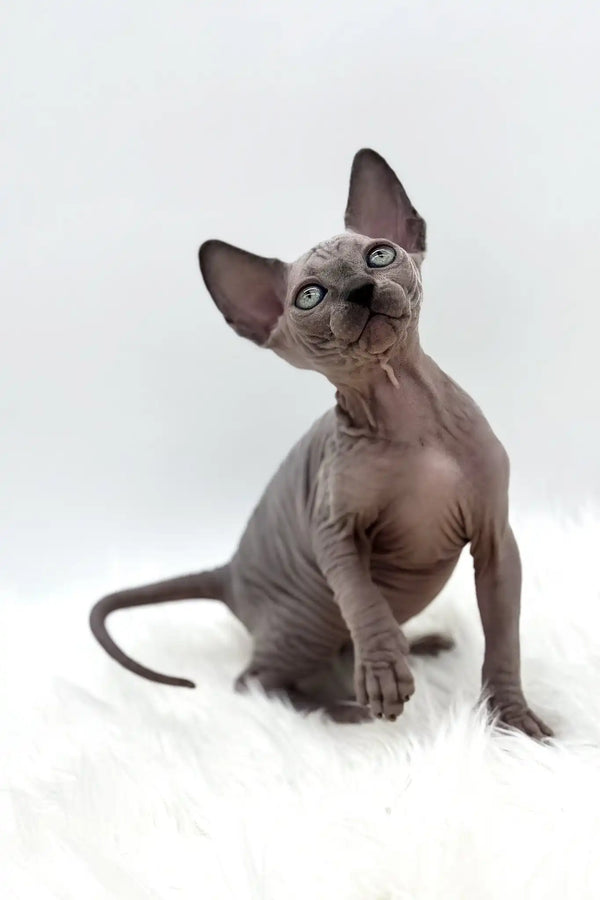 Pearl | canadian sphynx kitten