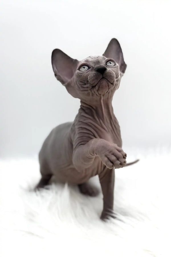 Pearl | canadian sphynx kitten