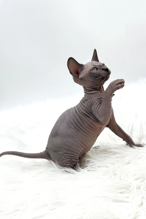 Pearl | canadian sphynx kitten