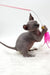 Pearl | canadian sphynx kitten